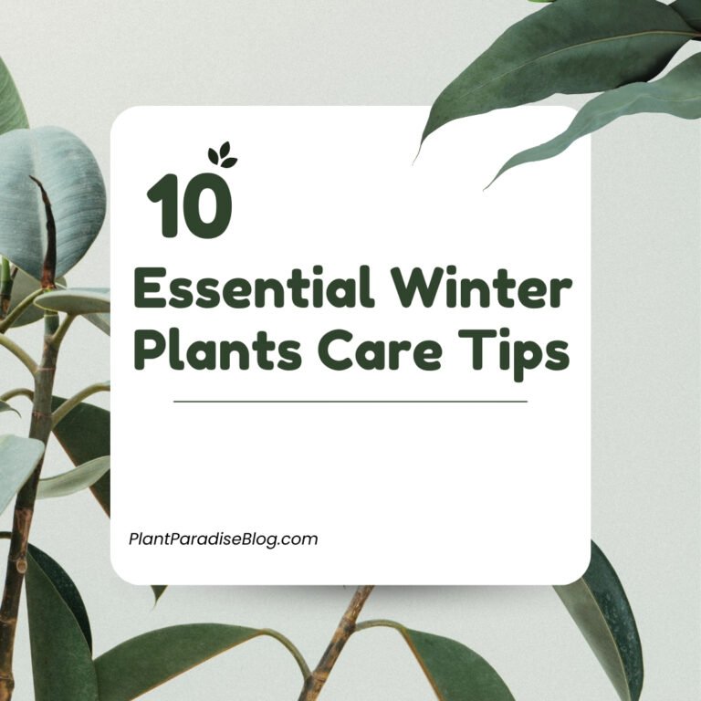 Winter Plants Care Tips