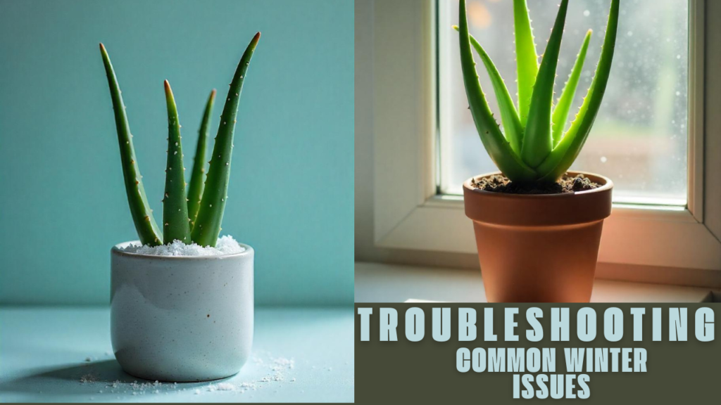 Aloe Vera Plant Care