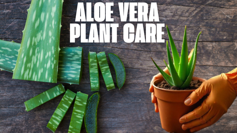 Aloe Vera Plant Care