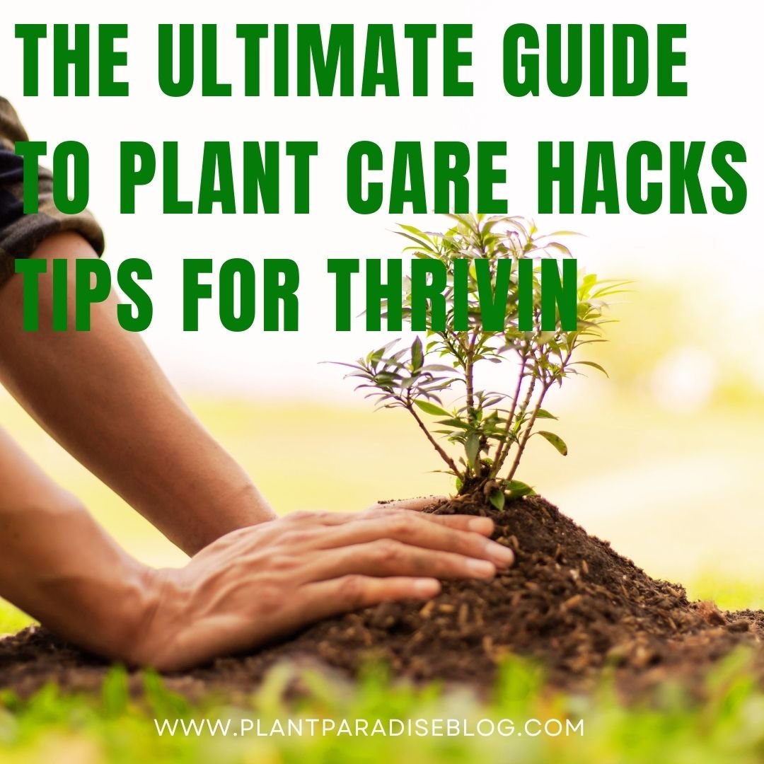 Plant Care Hacks