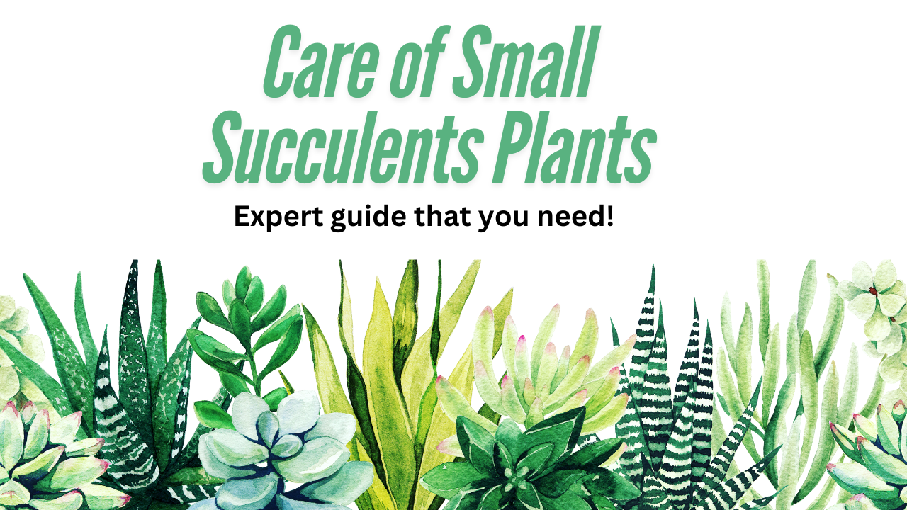 Care for succulent plants