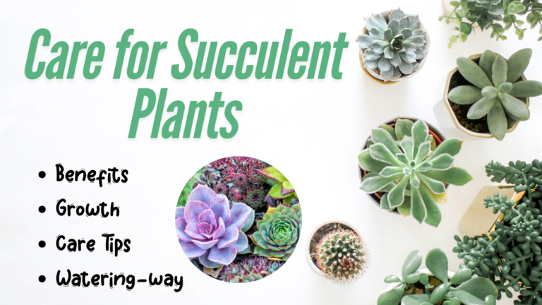 Care for Succulent Plants