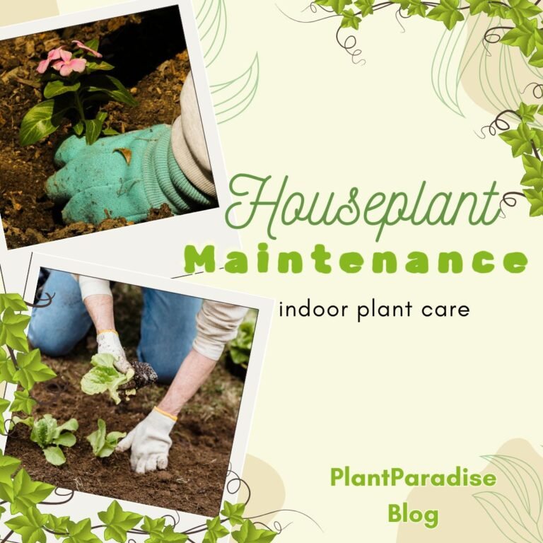 Houseplant Maintenance