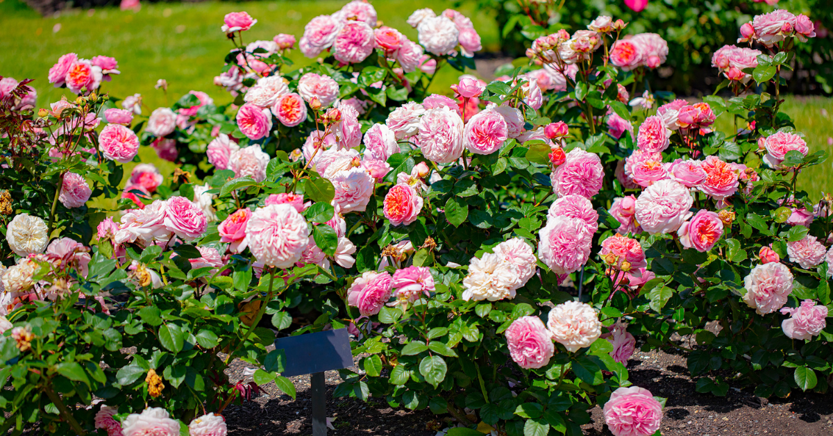 Rose Plant Care