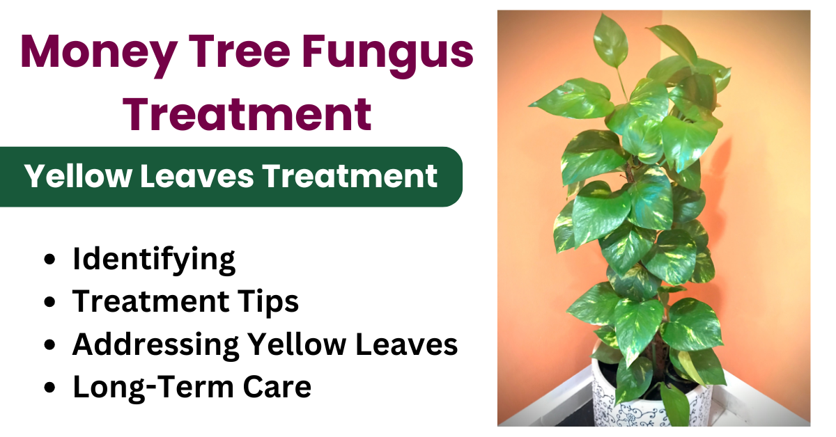 Money Tree Fungus Treatment