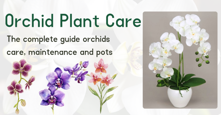 Orchid Plant Care