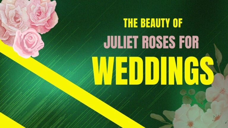 Juliet Roses for Weddings