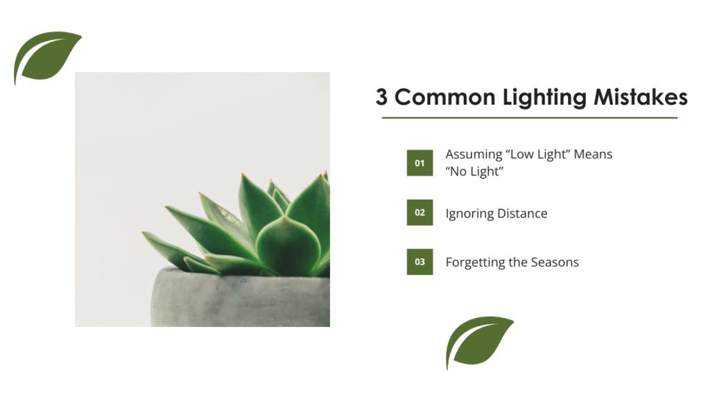 3 Common Lighting Mistakes of Plants