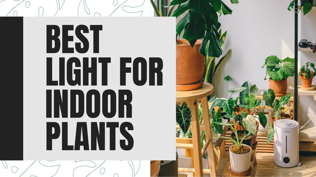 Best Light for Indoor Plants