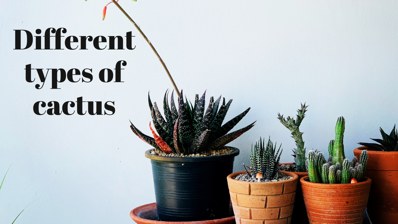 Different types of cactus