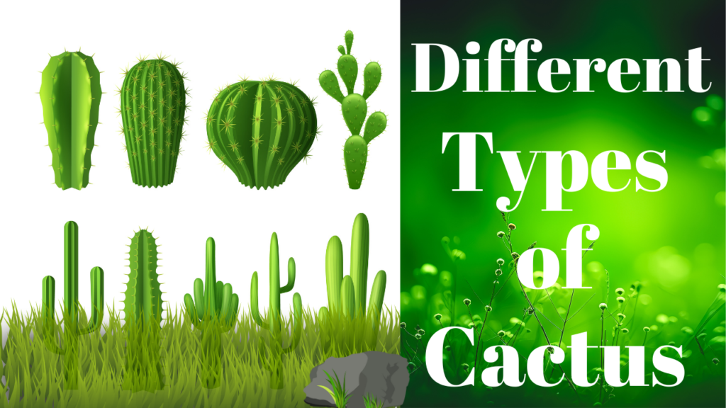 Different types of cactus