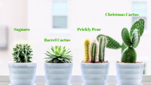 Different types of cactus