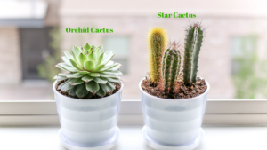 Different types of cactus