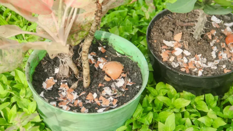 Eggshells for Plants