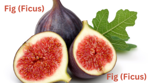 Fig (Ficus)