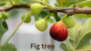 Fig tree