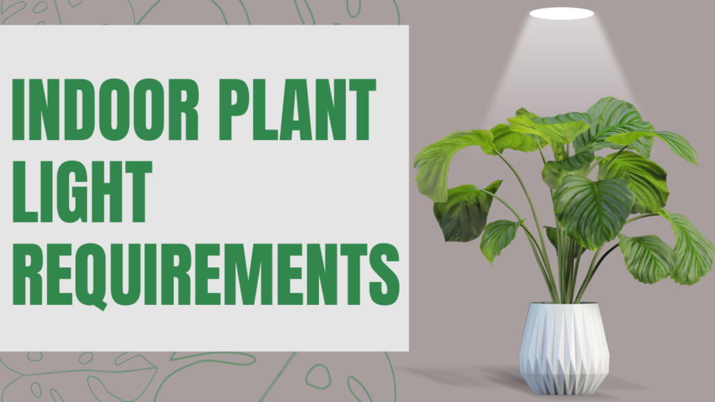 Indoor Plant Light Requirements