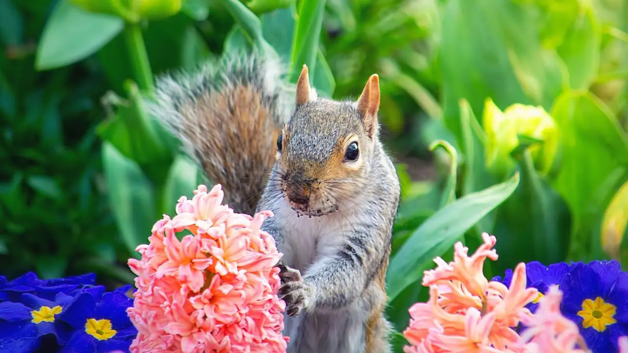 Keep Squirrels Out of Your Garden