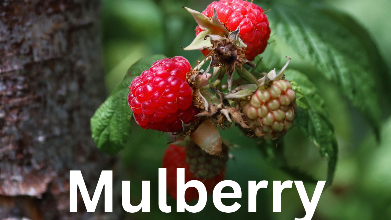 What is Mulberry Family