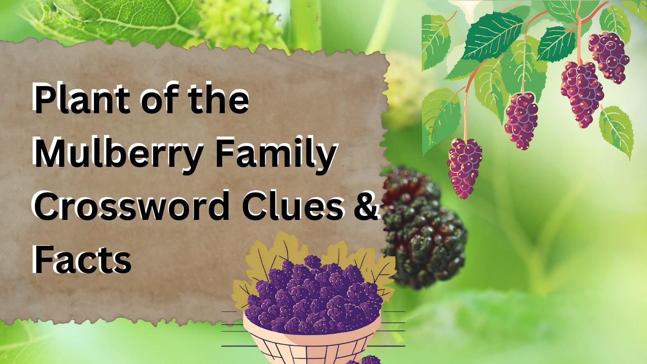 Plant of the Mulberry Family Crossword Clues & Facts