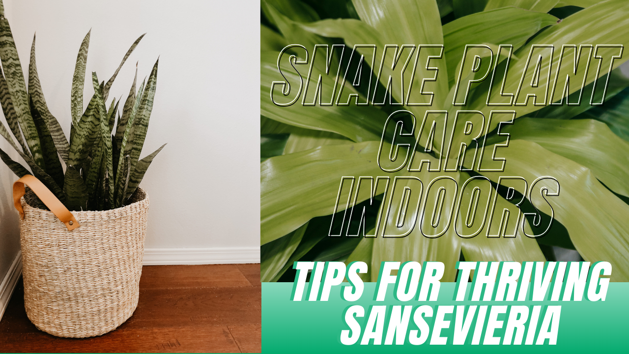 Snake Plant Care Indoors