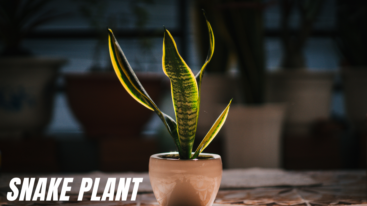 Snake Plant