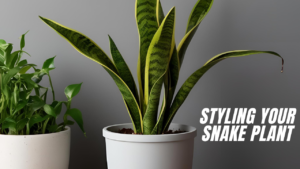 Styling Your Snake Plant