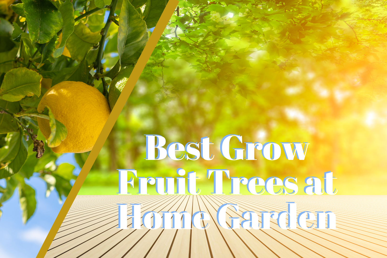 5 Best Grow Fruit Trees at Home Garden