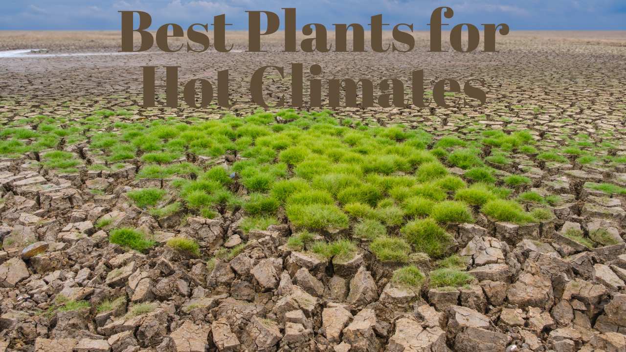 Best Plants for Hot Climates