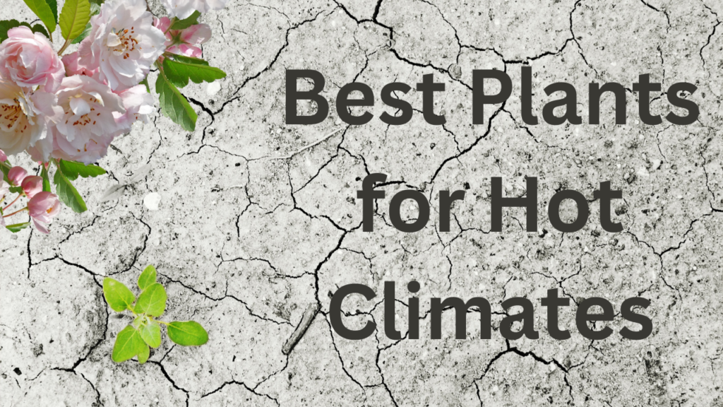 Best Plants for Hot Climates