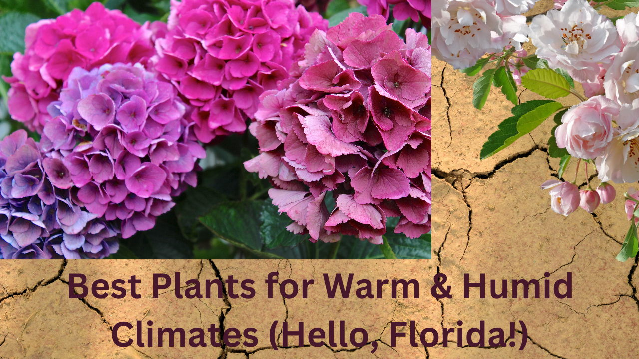 Best Plants for Warm & Humid Climates (Hello, Florida!)