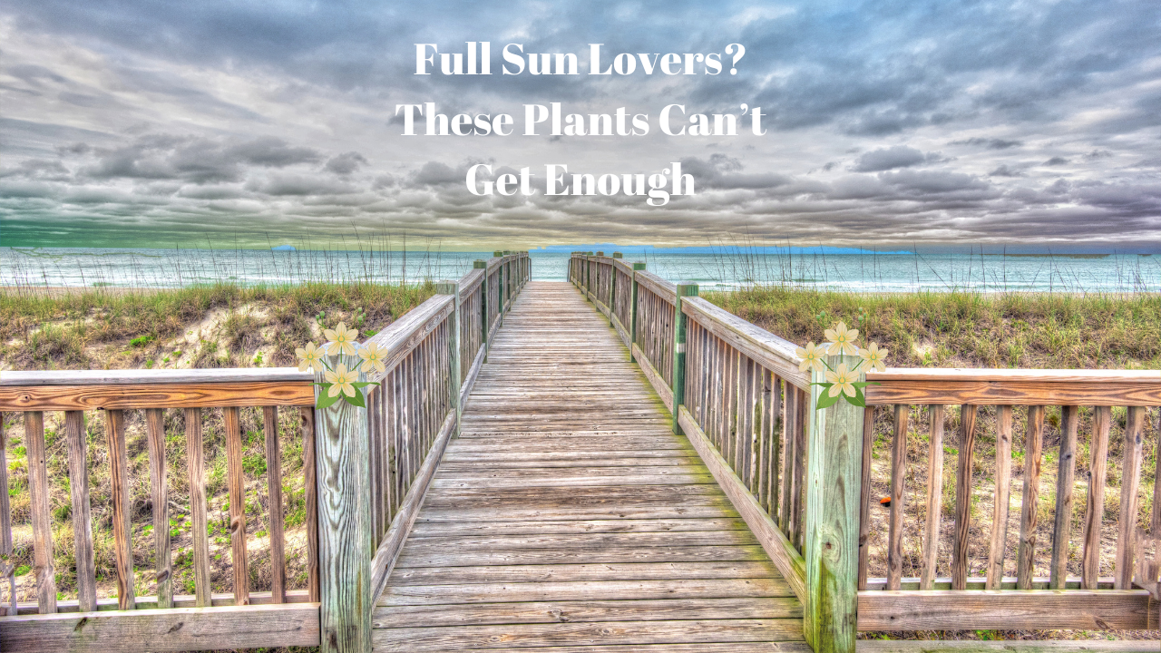 Full Sun Lovers? These Plants Can’t Get Enough