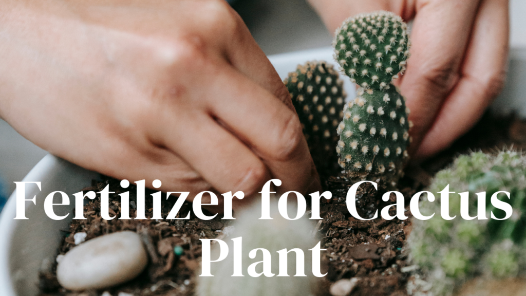 Fertilizer for Cactus Plant