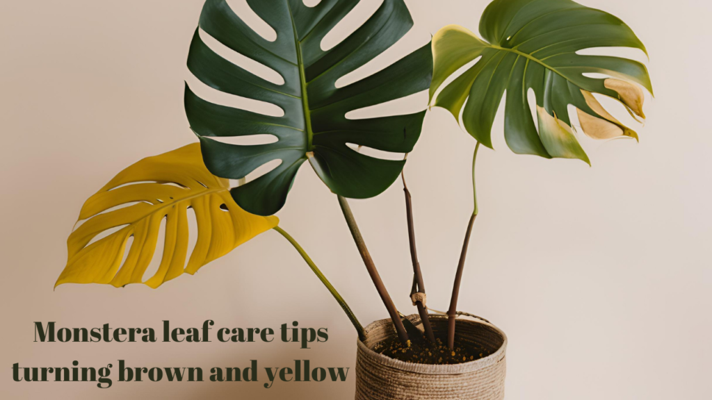 Monstera leaf care tips