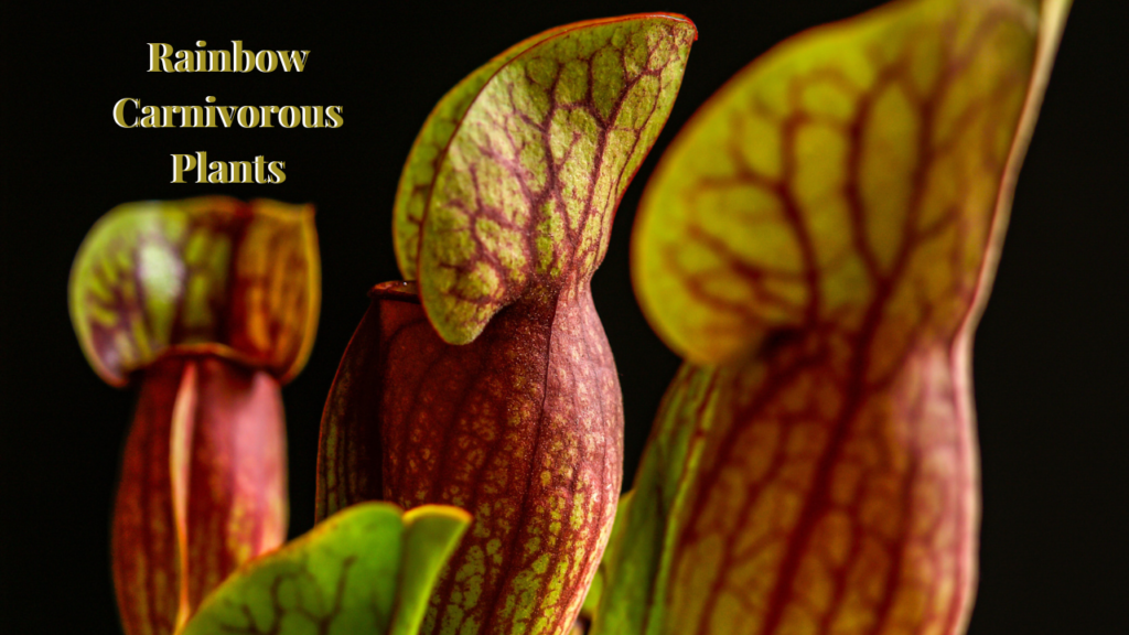 Rainbow Carnivorous Plants