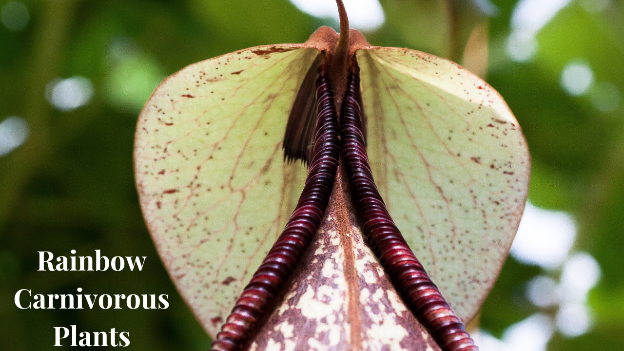 Rainbow Carnivorous Plants