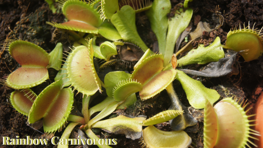 Rainbow Carnivorous Plants