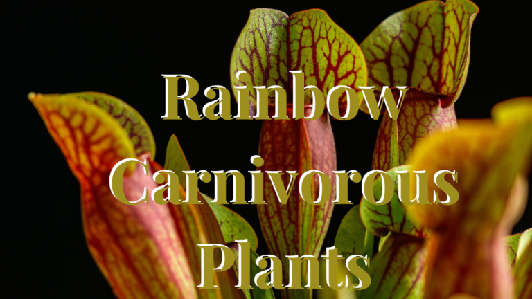 Rainbow Carnivorous Plants