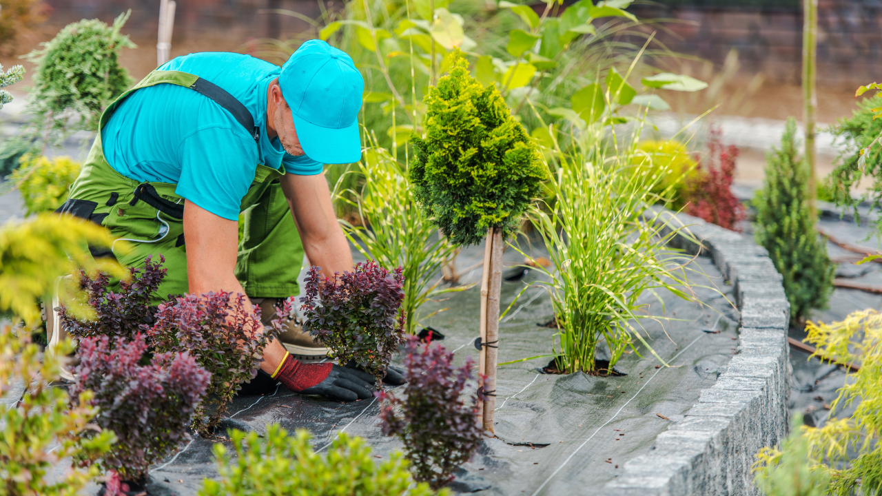 Succulent Maintenance