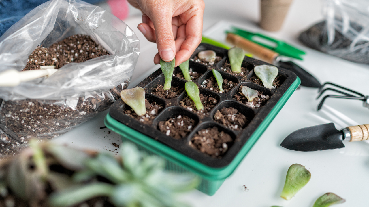 Succulent Potting Mix